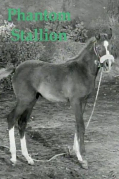 Phantom Stallion