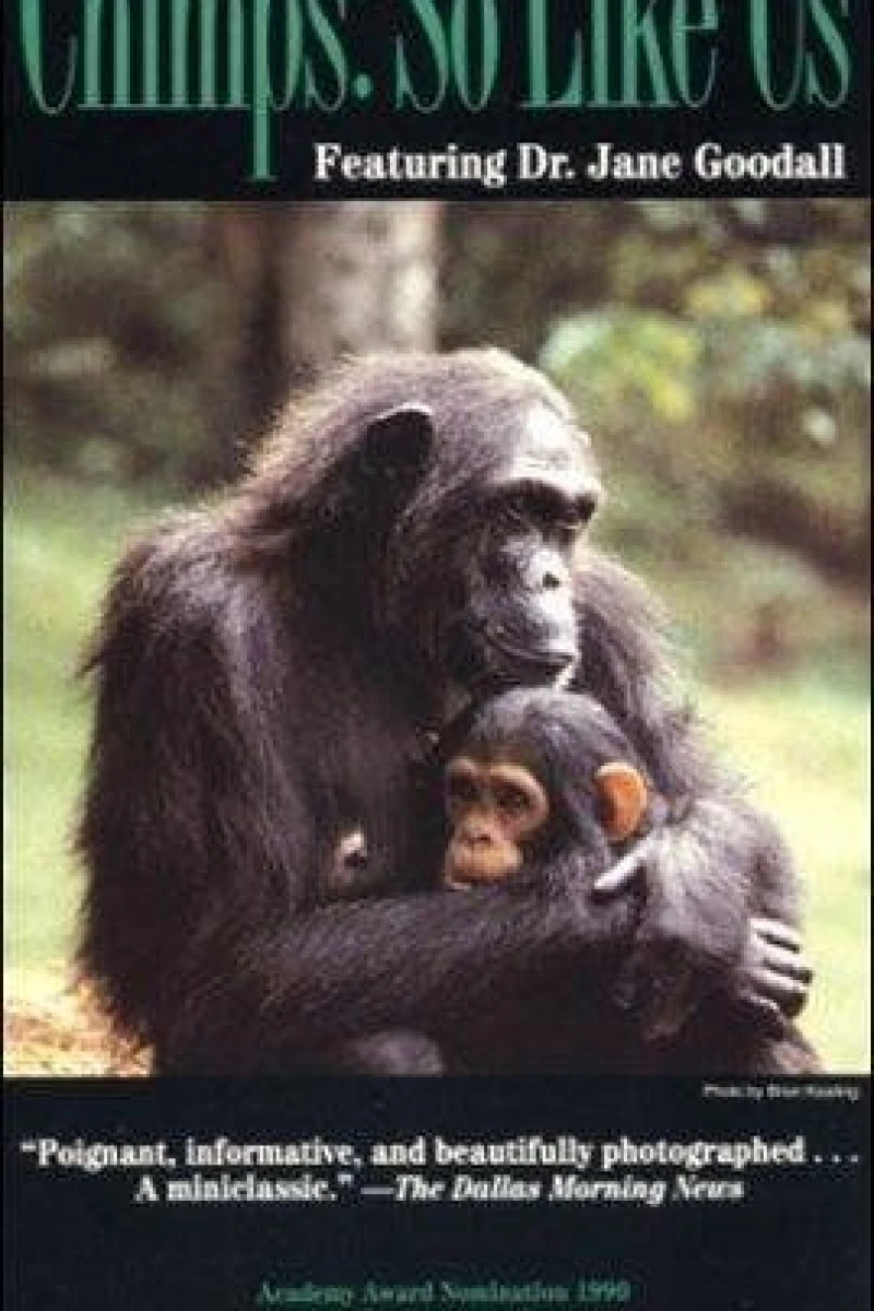 Chimps: So Like Us Plakat