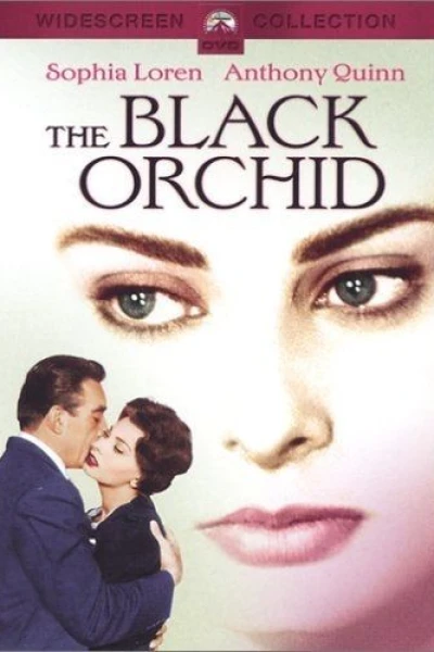 The Black Orchid