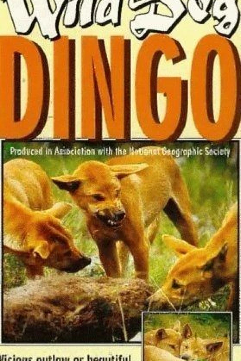 Dikaya sobaka Dingo Plakat